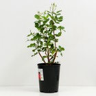 Саженец Роза канадская парковая Александр Макензи, морозостойкая, C3 горшок, Н25-45 высота, 1 шт. - Фото 2