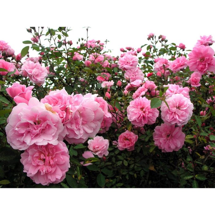 Канадские розы фото описание отзывы Канадские розы фото описание отзывы