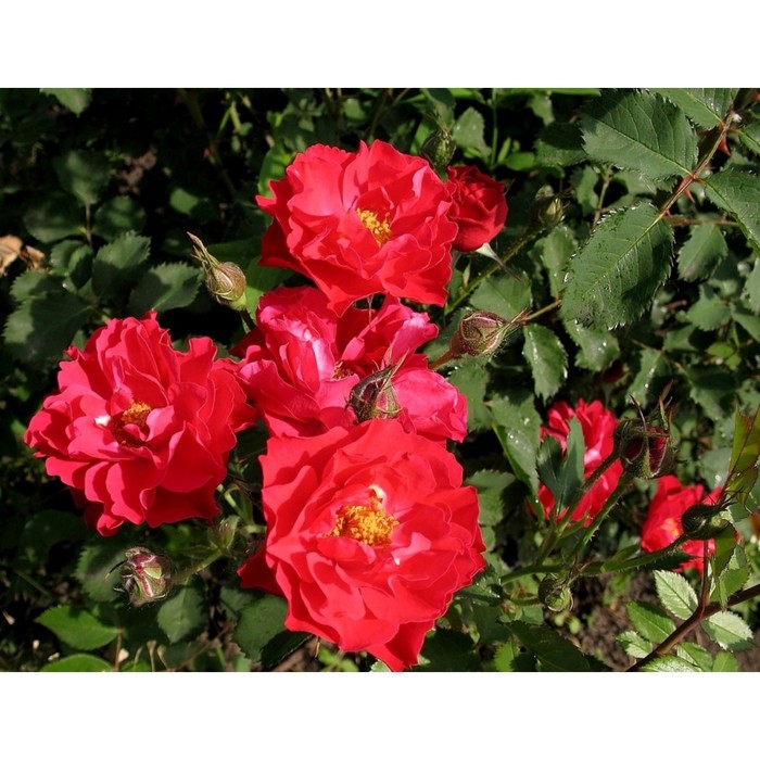 Саженец Роза канадская парковая Джон Франклин, морозостойкая, C3.5 горшок, Н25-45 высота, 1 шт. - Фото 1