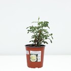 Саженец Роза канадская парковая Ж.П.Коннел, морозостойкая, C3.5 горшок, Н25-45 высота, 1 шт. - Фото 3