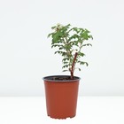 Роза канадская парковая «Луиза Багнет», саженец 25–45 см, горшок С3.5, 1 шт., Лето 2026, «ПОИСК» - Фото 2