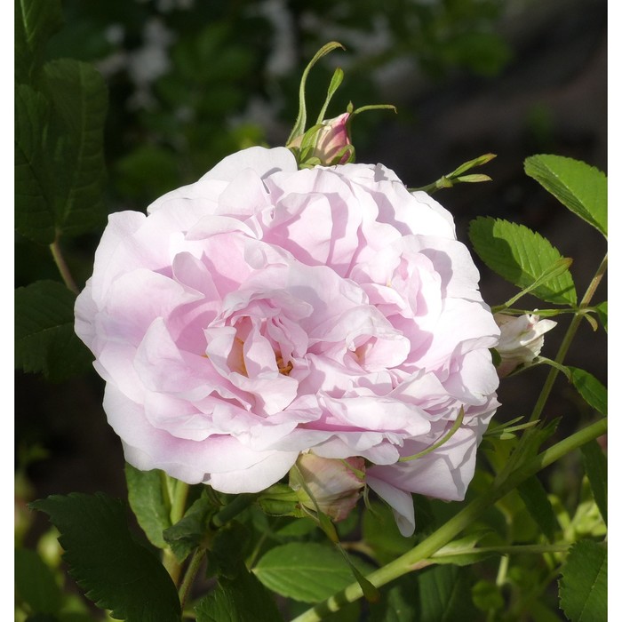 Саженец Роза канадская парковая Мартин Фробишер, морозостойкая, C3.5 горшок, Н25-45 высота, 1 шт. - Фото 1