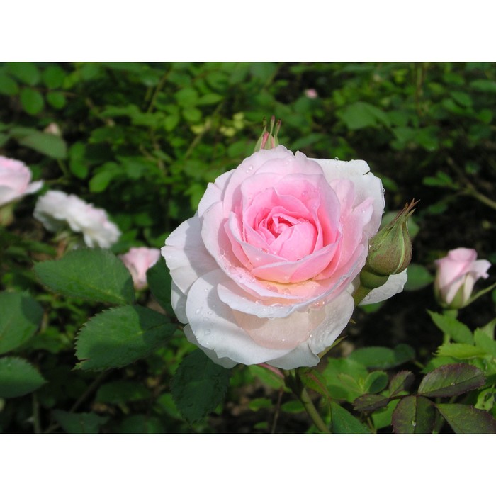 Саженец Роза канадская парковая Модэн Блаш, морозостойкая, C3.5 горшок, Н25-45 высота, 1 шт. - Фото 1