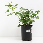 Саженец Роза канадская парковая Модэн Блаш, морозостойкая, C3.5 горшок, Н25-45 высота, 1 шт. - Фото 2