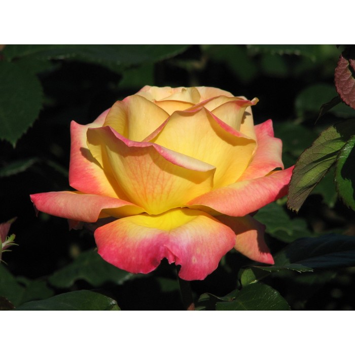 Роза Мейян чайно-гибридная Пульман Ориент Экспресс, C3,5 горшок, Н25-45 высота, 1 шт, Лето 2024   90 - Фото 1