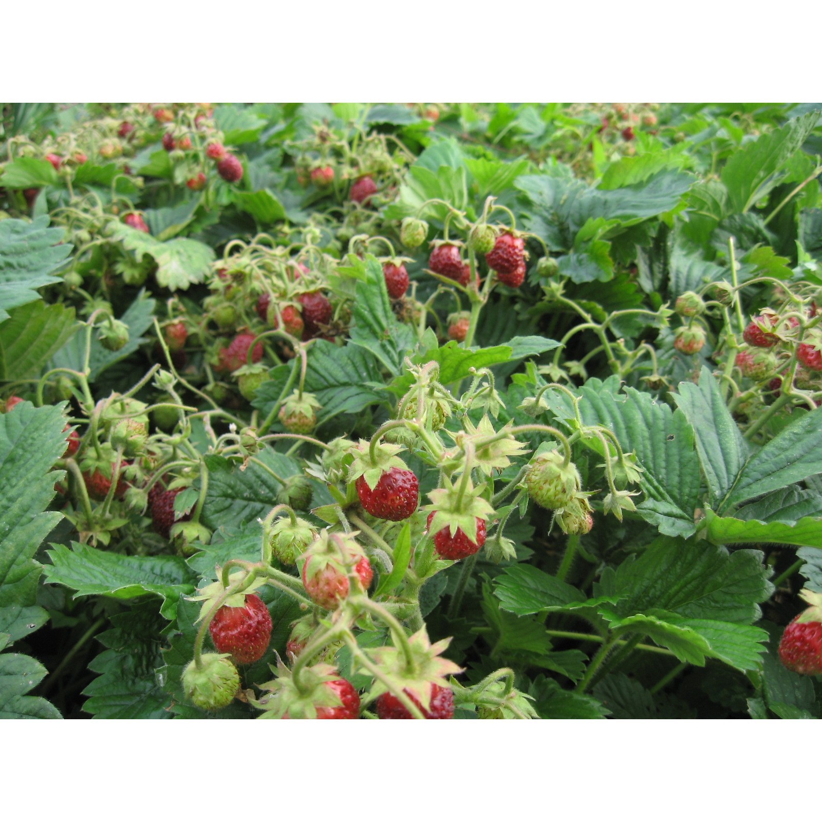 Земклуника сорта фото: найдено 90 картинок