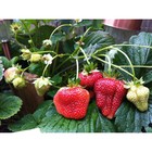 Земляника садовая клубника «Богема», саженец, горшок Р9, 1 шт., Лето 2026, «ПОИСК» - Фото 1