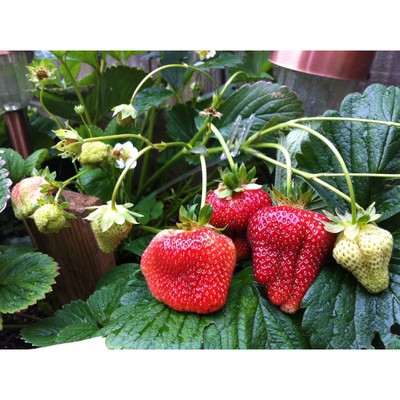 Земляника садовая клубника «Богема», саженец, горшок Р9, 1 шт., Лето 2026, «ПОИСК»