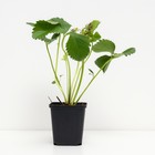 Земляника садовая клубника «Богема», саженец, горшок Р9, 1 шт., Лето 2026, «ПОИСК» - Фото 2