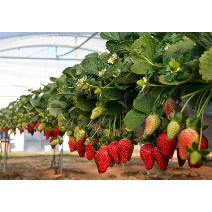 Саженец Земляника(Клубника) садовая Гирлянда, P9 горшок, 1 шт.