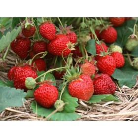 Земляника садовая клубника «Кокинская ранняя», саженец, горшок Р9, 1 шт., Лето 2026, «ПОИСК»