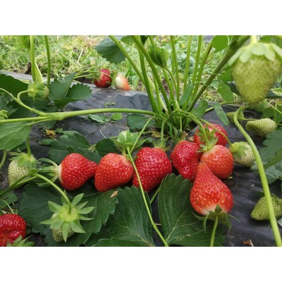 Саженец Земляника(Клубника) садовая Крымская ремонтантная, P9 горшок, 1 шт.