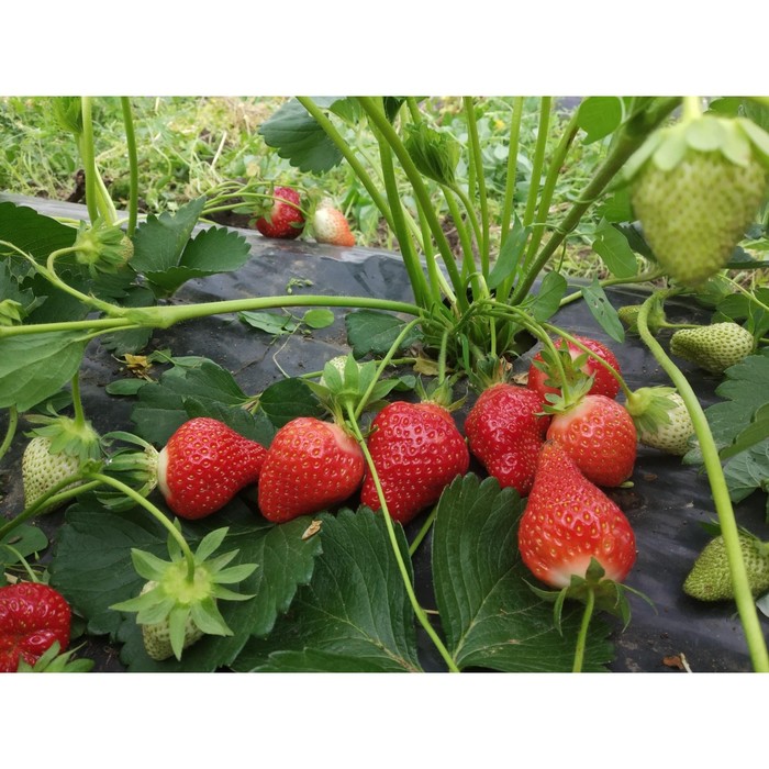 Саженец Земляника(Клубника) садовая Крымская ремонтантная, P9 горшок, 1 шт. - Фото 1