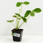 Саженец Земляника(Клубника) садовая Крымская ремонтантная, P9 горшок, 1 шт. - Фото 2