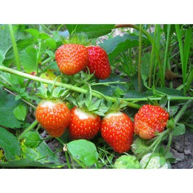 Земляника садовая «Надежда», саженец, горшок Р9, 1 шт., Лето 2026, «ПОИСК»