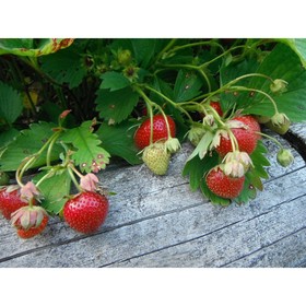 Земляника садовая «Фейерверк», саженец, горшок Р9, 1 шт., Лето 2026, «ПОИСК»
