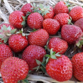 Земляника садовая клубника «Аллегро», саженец, горшок Р9, 1 шт., Лето 2026, «ПОИСК»