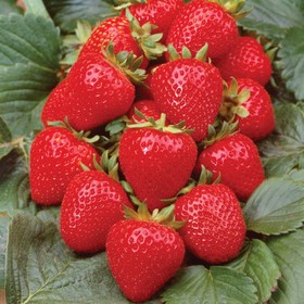 Земляника садовая «Анабель», саженец, горшок Р9, 1 шт., Лето 2026, «ПОИСК»