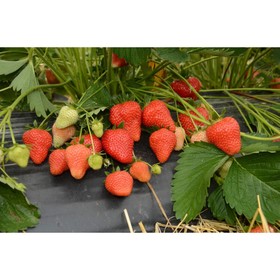 Земляника садовая «Априка», саженец, горшок Р9, 1 шт., Лето 2026, «ПОИСК»