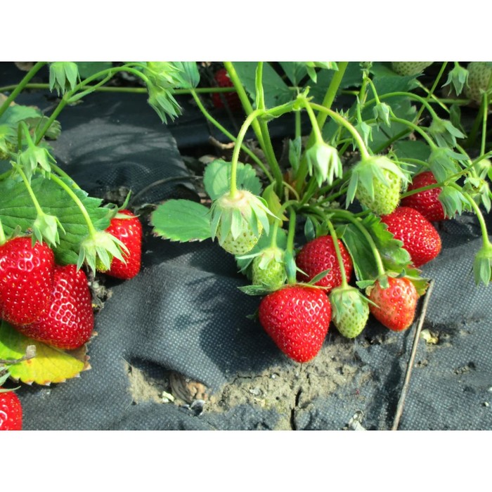 Саженец Земляника(Клубника) садовая Аромас, P9 горшок, 1 шт.