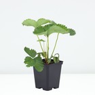 Саженец Земляника(Клубника) садовая Вивальди, P9 горшок, 1 шт. - Фото 2