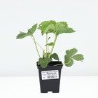 Саженец Земляника(Клубника) садовая Вивальди, P9 горшок, 1 шт. - Фото 3