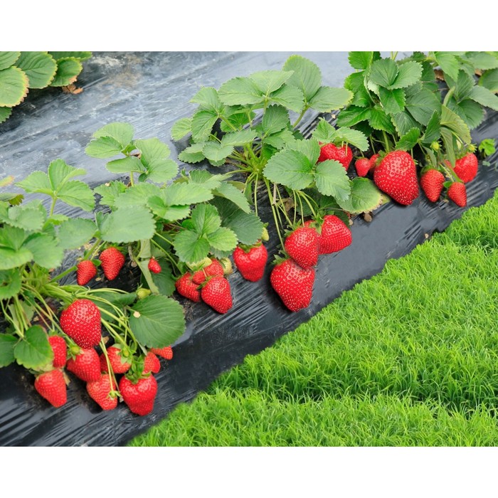 Саженец Земляника(Клубника) садовая Вима Рина, P9 горшок, 1 шт.