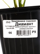 Земляника садовая «Диамант», саженец, горшок Р9, 1 шт., Лето 2026, «ПОИСК» - Фото 2