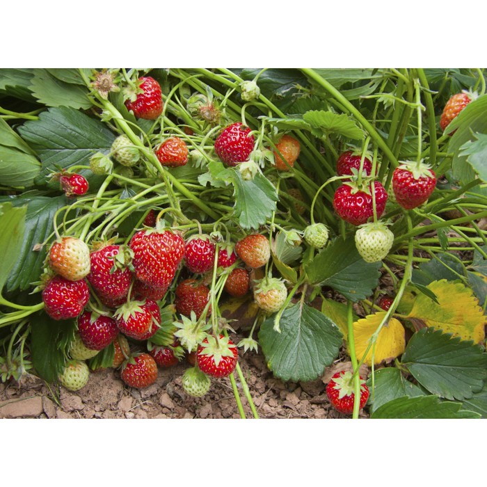 Клубника на грядке фото Клубника на грядке фото