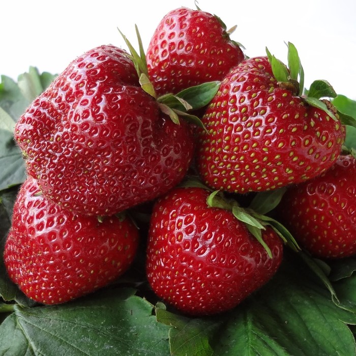 Саженец Земляника(Клубника) садовая Кабрильо, P9 горшок, 1 шт. - Фото 1