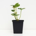 Саженец Земляника(Клубника) садовая Кабрильо, P9 горшок, 1 шт. - Фото 2