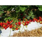 Земляника садовая клубника «Квики», саженец, горшок Р9, 1 шт., Лето 2026, «ПОИСК» - Фото 1