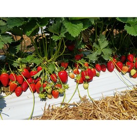 Саженец Земляника(Клубника) садовая Квики, P9 горшок, 1 шт.