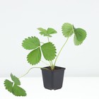 Земляника садовая клубника «Квики», саженец, горшок Р9, 1 шт., Лето 2026, «ПОИСК» - Фото 2