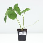 Земляника садовая клубника «Квики», саженец, горшок Р9, 1 шт., Лето 2026, «ПОИСК» - Фото 3