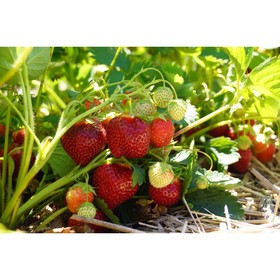 Саженец Земляника(Клубника) садовая Кент, P9 горшок, 1 шт.