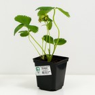 Земляника садовая клубника «Клери», саженец, горшок Р9, 1 шт., Лето 2026, «ПОИСК» - Фото 2