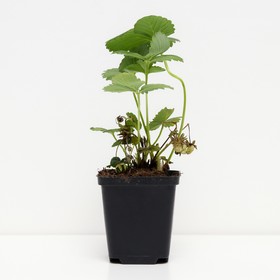 

Земляника садовая Мальга, P9 горшок, 1 шт, Лето 2022