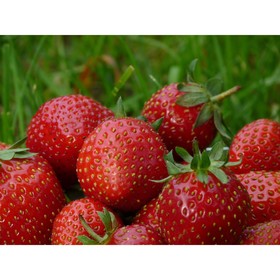 Саженец Земляника(Клубника) садовая Мара Де Буа, P9 горшок, 1 шт.