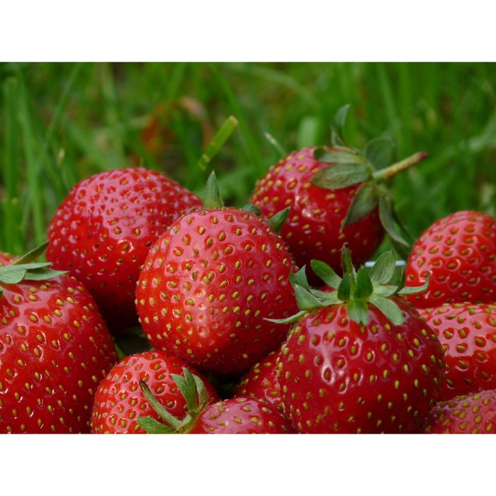 Саженец Земляника(Клубника) садовая Мара Де Буа, P9 горшок, 1 шт.