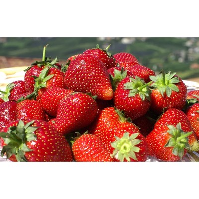 Земляника садовая «Моллинг Алюр», саженец, горшок Р9, 1 шт., Лето 2026, «ПОИСК»