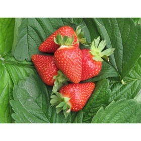 Саженец Земляника(Клубника) садовая Мурано, P9 горшок, 1 шт.