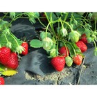 Саженец Земляника(Клубника) садовая Роксана НФ 205, P9 горшок, 1 шт. - Фото 1