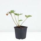 Саженец Земляника(Клубника) садовая Роксана НФ 205, P9 горшок, 1 шт. - Фото 2