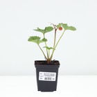 Саженец Земляника(Клубника) садовая Роксана НФ 205, P9 горшок, 1 шт. - Фото 3