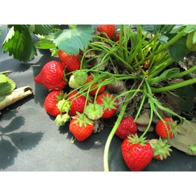 Саженец Земляника(Клубника) садовая Румба, P9 горшок, 1 шт.
