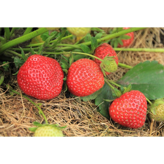 Саженец Земляника садовая Сельва, P9 горшок, 1 шт.