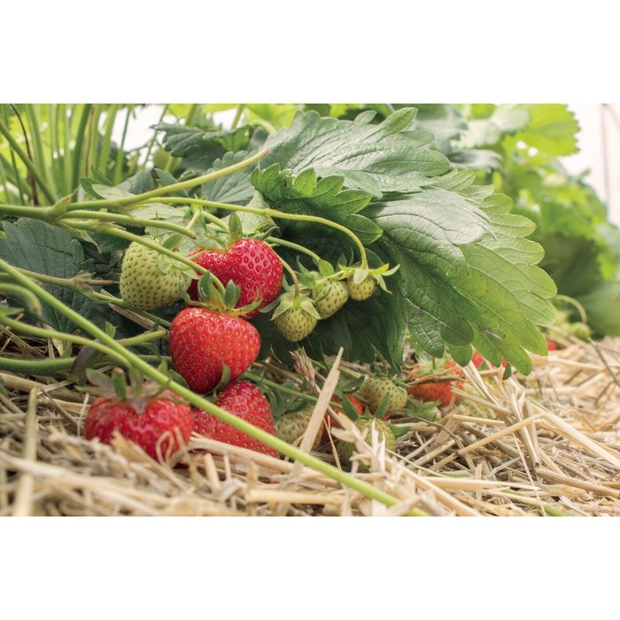 Саженец Земляника садовая Симфония, P9 горшок, 1 шт.
