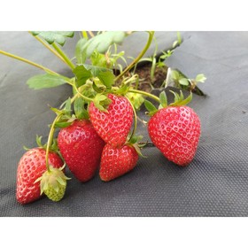 Саженец Земляника садовая Сирия НФ 137, P9 горшок, 1 шт.