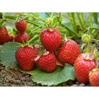 Земляника садовая «Скала», саженец, горшок Р9, 1 шт., Лето 2026, «ПОИСК» - Фото 1